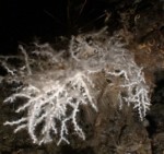 corallo bianco