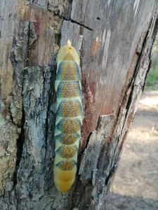 larva 2