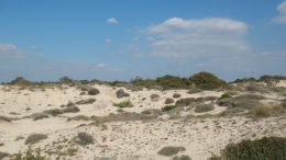 Gal Primitivo Taranto Brindisi