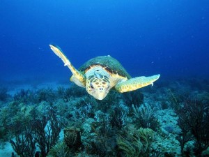 caretta caretta