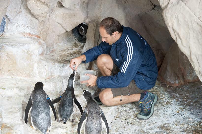 Pinguini Cile