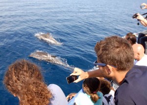 delfini trip