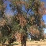 xylella