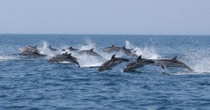 Delfini-in-mare-di-Taranto