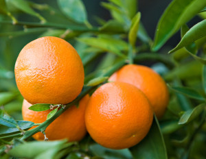 clementine