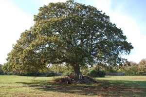 gigante verde
