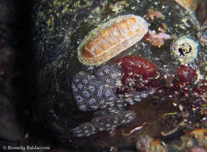 MICROCOSMO SU BOTTIGLIA