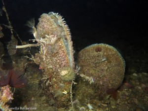 PINNA NOBILIS