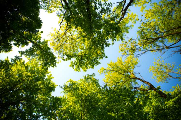 Alberi - fonte_Canva - inchiostroverde.it