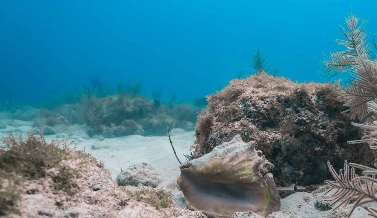 Cemento nel fondo del mare - Inchiostroverde.it (Fonte foto Canva)