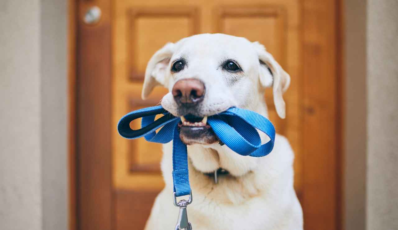 Corso per cani obbligatorio - Inchiostroverde.it (Fonte foto Canva)