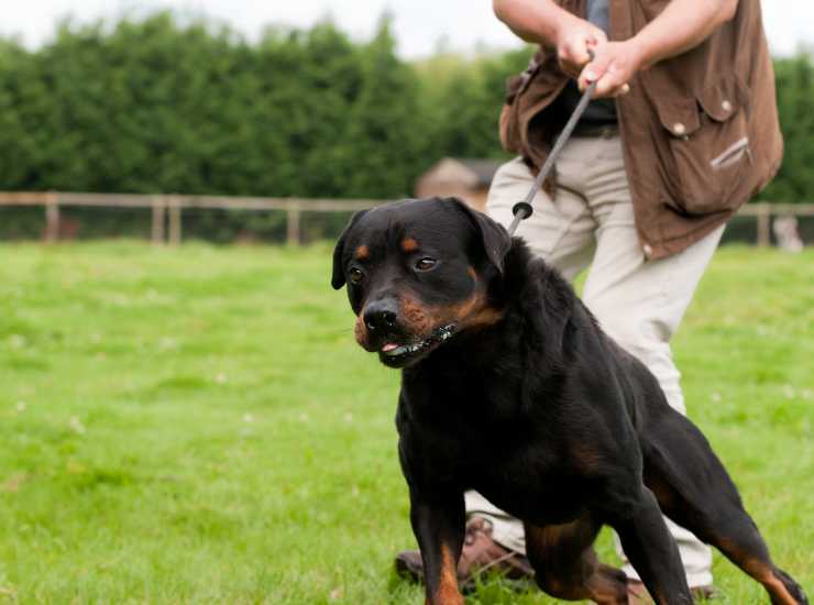 Corso per cani obbligatorio - Inchiostroverde.it (Fonte foto Canva)