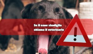 Il cane sbadiglia? Chiama il veterinario - fonte_Canva - inchiostroverde.it