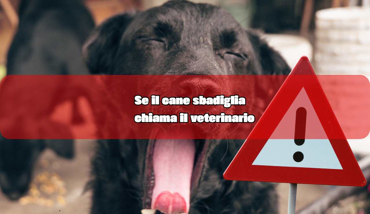 Il cane sbadiglia? Chiama il veterinario - fonte_Canva - inchiostroverde.it