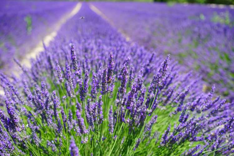 Lavanda - fonte_Canva - inchiostroverde.it