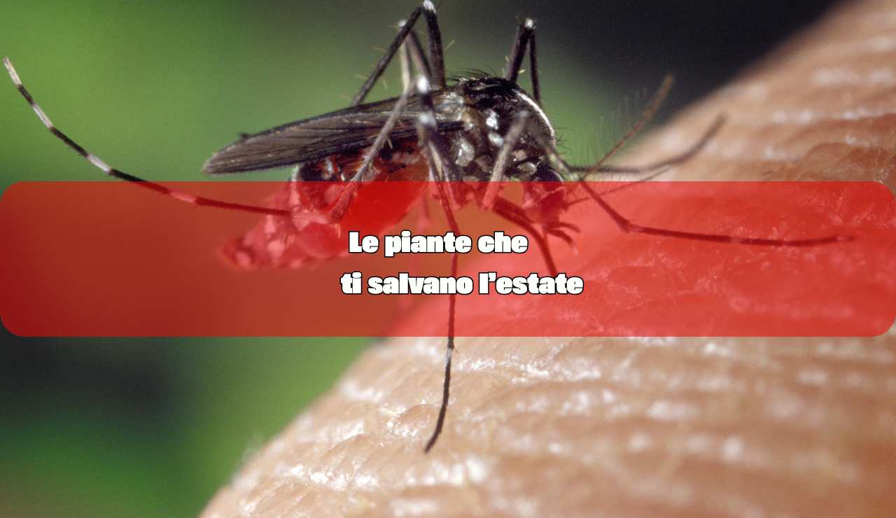 Piante che salvano l'estate - fonte_Canva - inchiostroverde.it