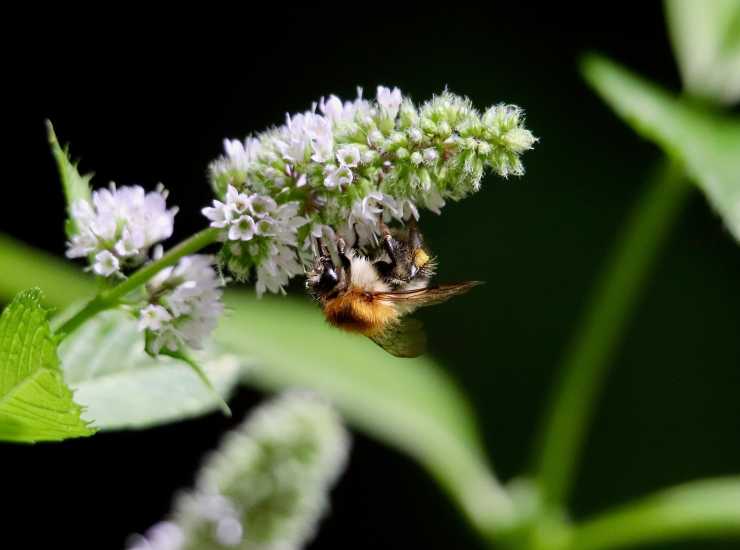 Pollini e allergie