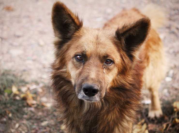 Abbandono cani multa da oltre 7.000 euro - Inchiostroverde.it (Fonte foto Canva)