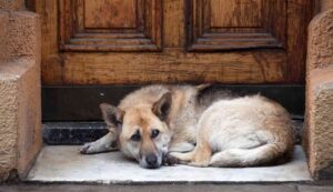 Abbandono cani multa da oltre 7.000 euro - Inchiostroverde.it (Fonte foto Canva)
