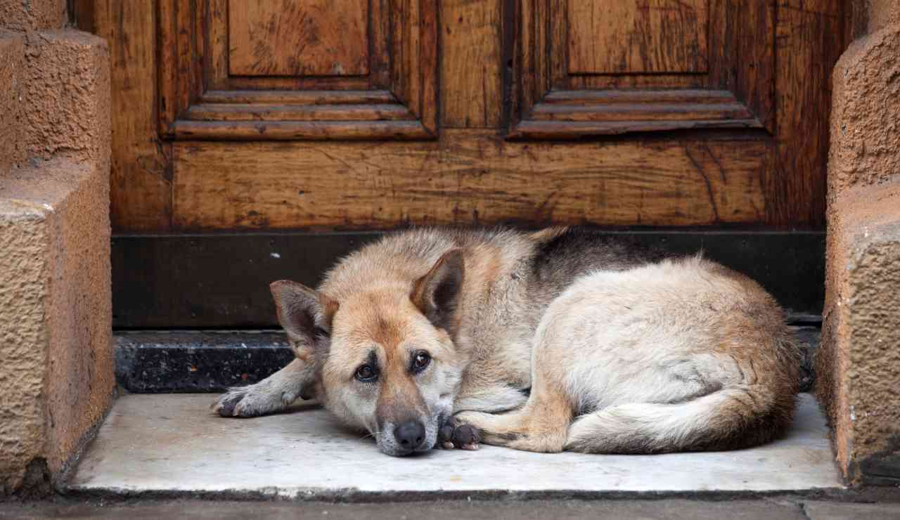 Abbandono cani multa da oltre 7.000 euro - Inchiostroverde.it (Fonte foto Canva)