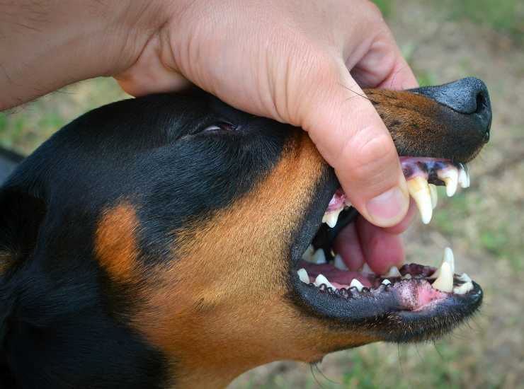 Cani e rabbia