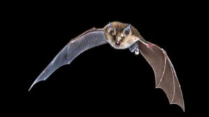 Virus e pipistrelli