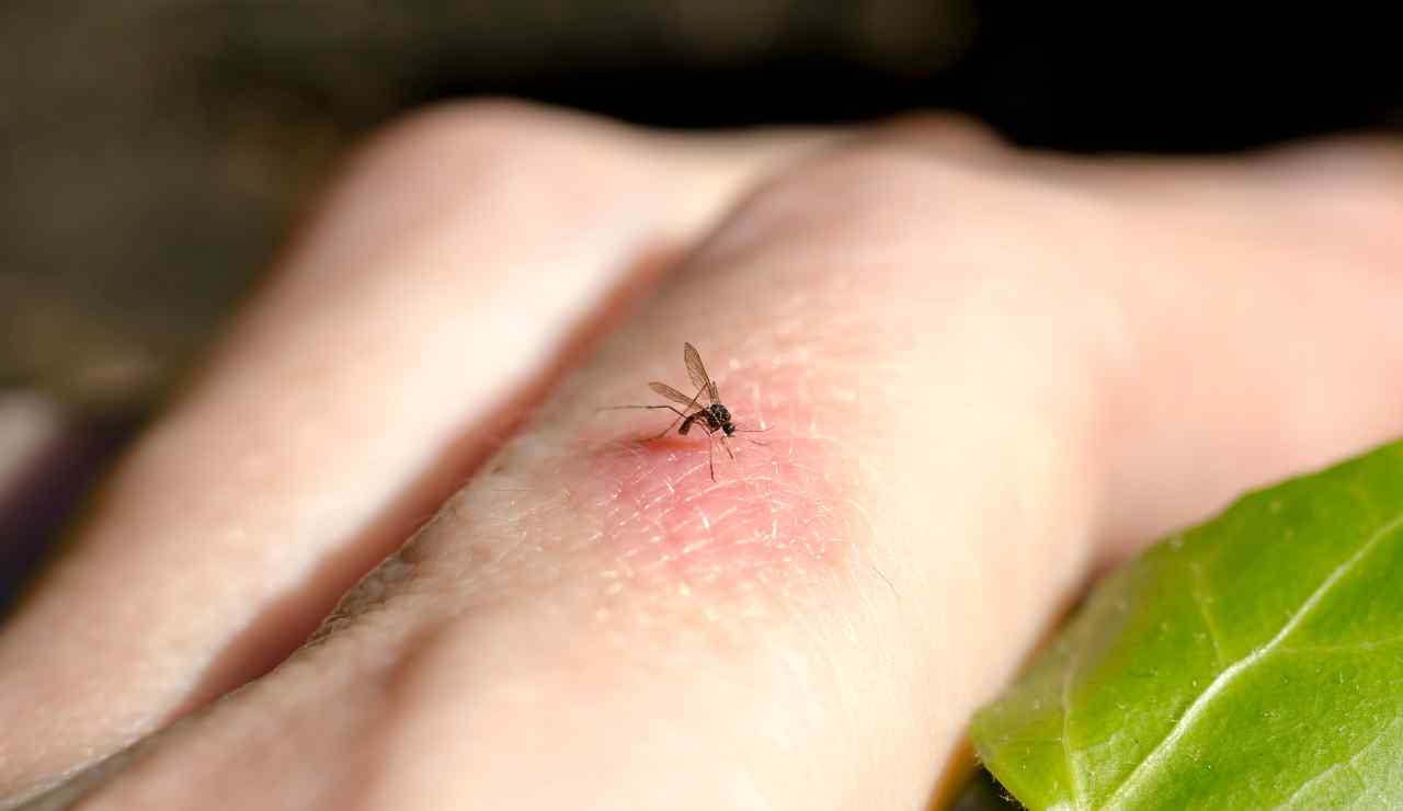 Punture di zanzare prova questo trucco - Inchiostroverde.it (Fonte foto Canva)