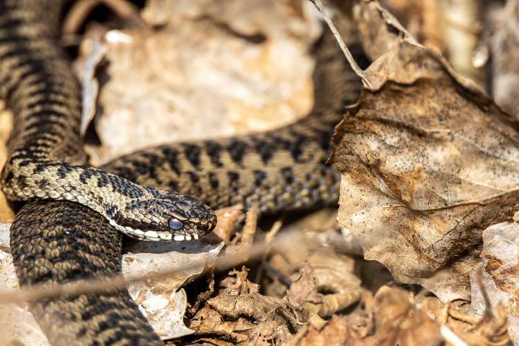 Serpente - fonte_Canva - inchiostroverde.it
