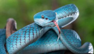 Serpenti in mare avvistati tra i bagnanti - Inchiostroverde.it (Fonte foto Canva)