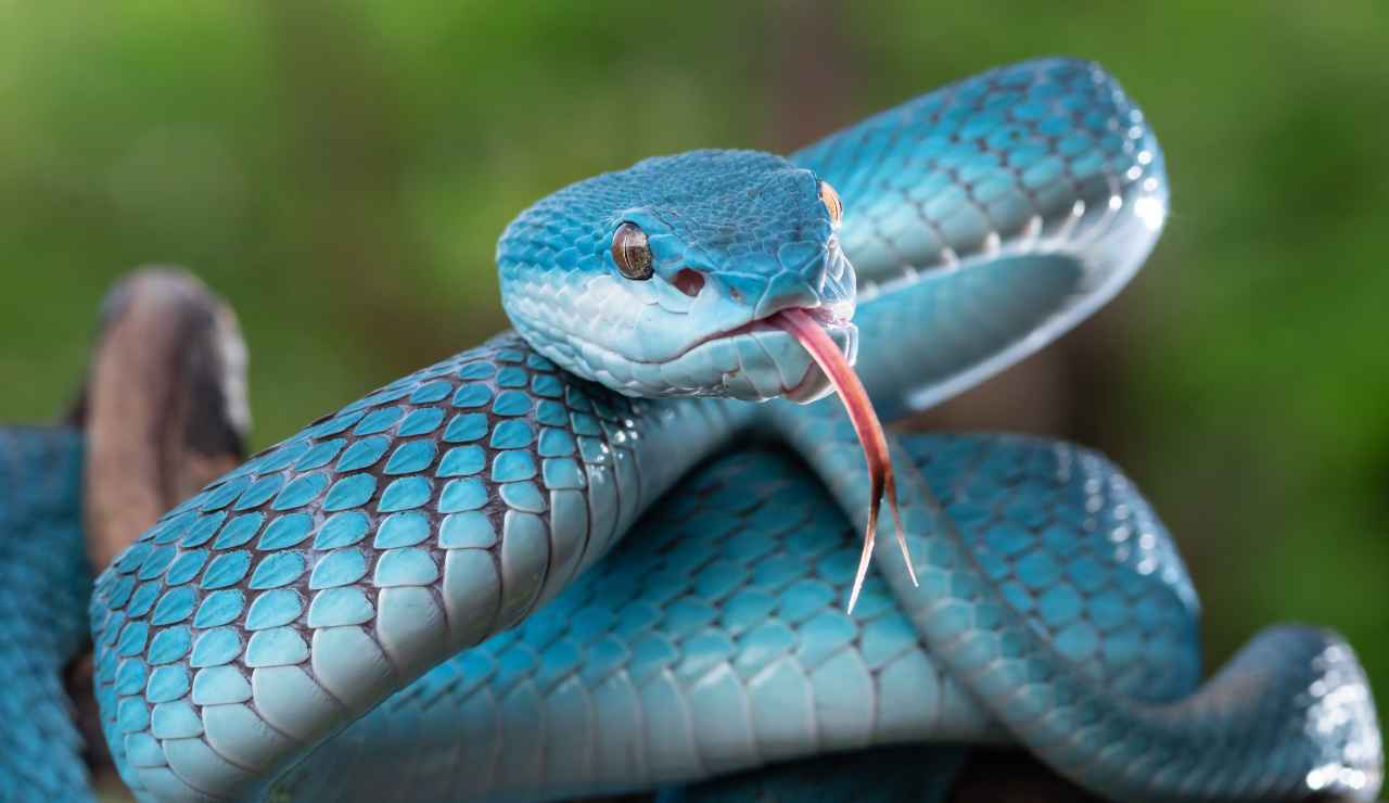 Serpenti in mare avvistati tra i bagnanti - Inchiostroverde.it (Fonte foto Canva)