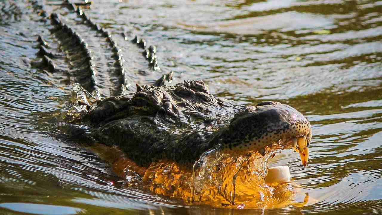 Alcatraz alligator