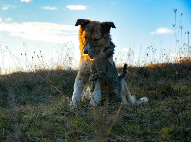 Cane e gatto (pexels.com) - inchiostroverde.it