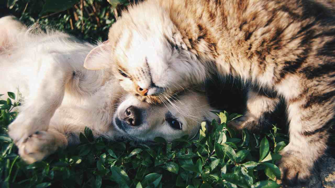 Cane e gatto (pexels.com) - inchiostroverde.it
