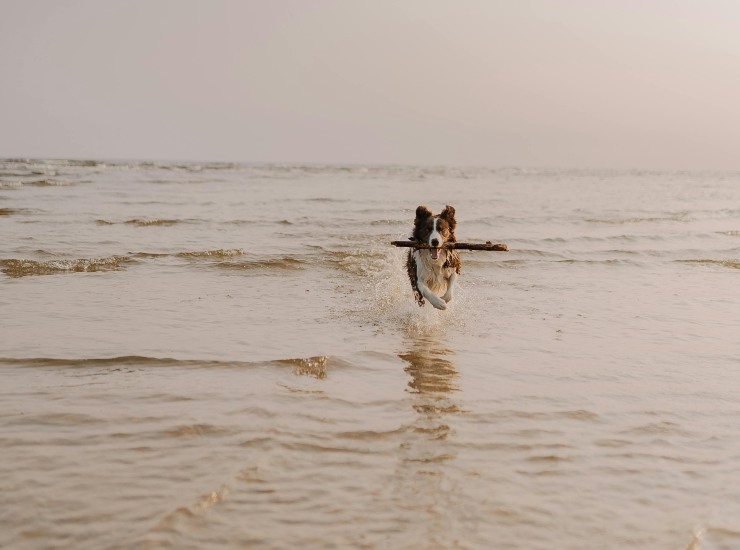 Cane in spiaggia (pexels.com) - inchiostroverde.it