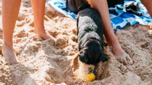 Cani da spiaggia (pexels.com) - inchiostroverde.it