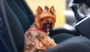 Cani e gatti non possono viaggiare con noi - Inchiostroverde.it (Fonte foto Canva)