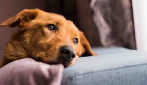 Cani non puoi lasciarli soli per più di sei ore - Inchiostroverde.it (Fonte foto Canva)