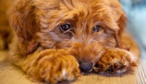Divieto di abbandono animali 150mila euro di multa - Inchiostroverde.it (Fonte foto Camva)