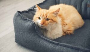 Gatti condominio adesso paghi il doppio - Inchiostroverde.it (Fonte foto Canva)