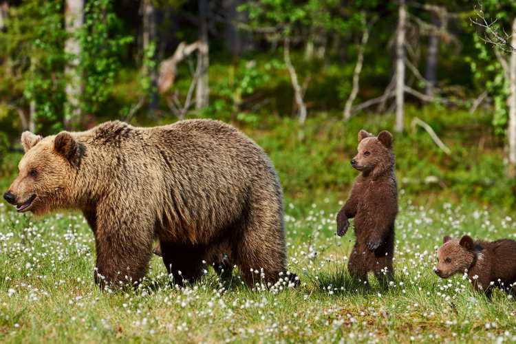 Mamma orsa e cuccioli - fonte_Canva- inchiostroverde.it