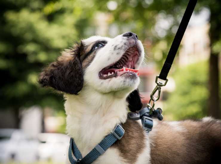 Tassa per cani da 30 euro al mese - Inchiostroverde.it (Fonte foto Canva)