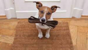 Tassa per cani da 30 euro al mese - Inchiostroverde.it (Fonte foto Canva)