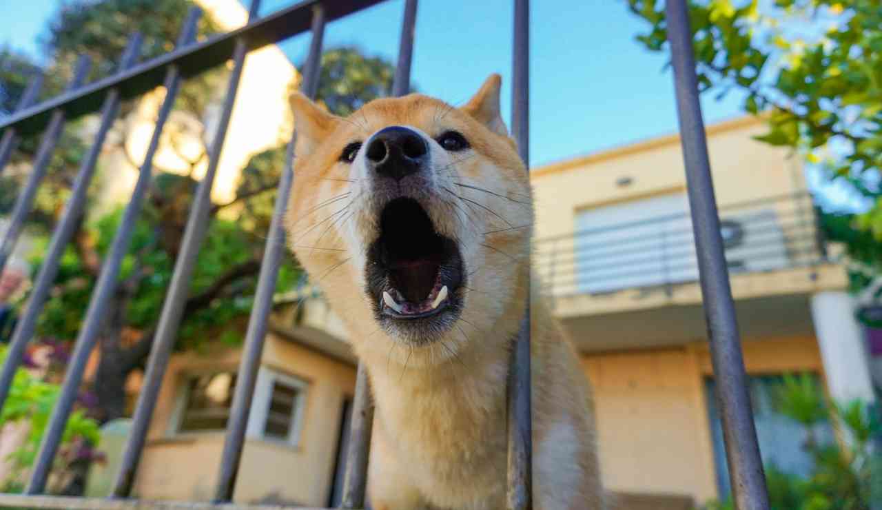 Cani che abbaiano scatta la denuncia - Inchiostroverde.it (Fonte foto Canva)