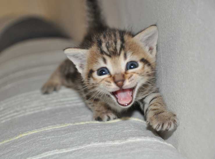 Gatto che miagola come farlo smettere - Inchiostroverde.it (Fonte foto Canva)