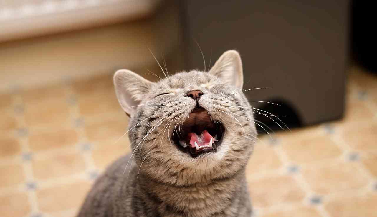 Gatto che miagola come farlo smettere - Inchiostroverde.it (Fonte foto Canva)