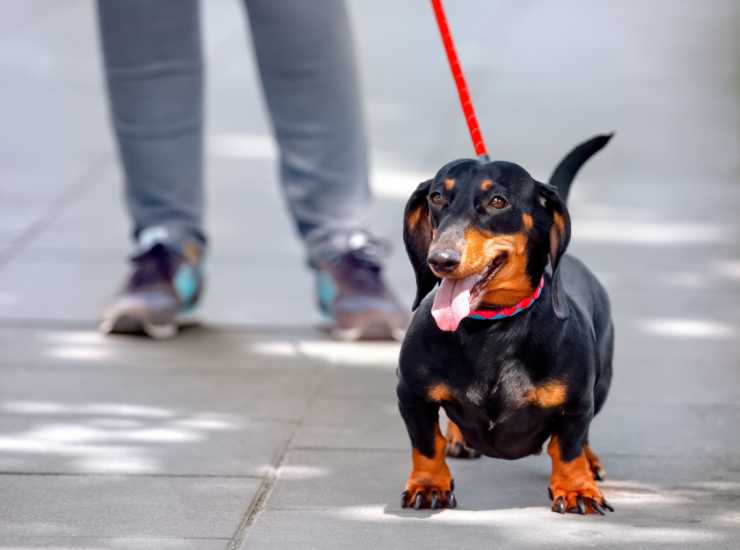 Passeggiata con i cani scatta la multa da 3200 euro - Inchiostroverde.it (Fonte foto Canva)