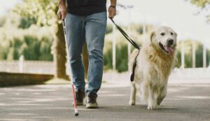 Passeggiata con i cani scatta la multa da 3200 euro - Inchiostroverde.it (Fonte foto Canva)