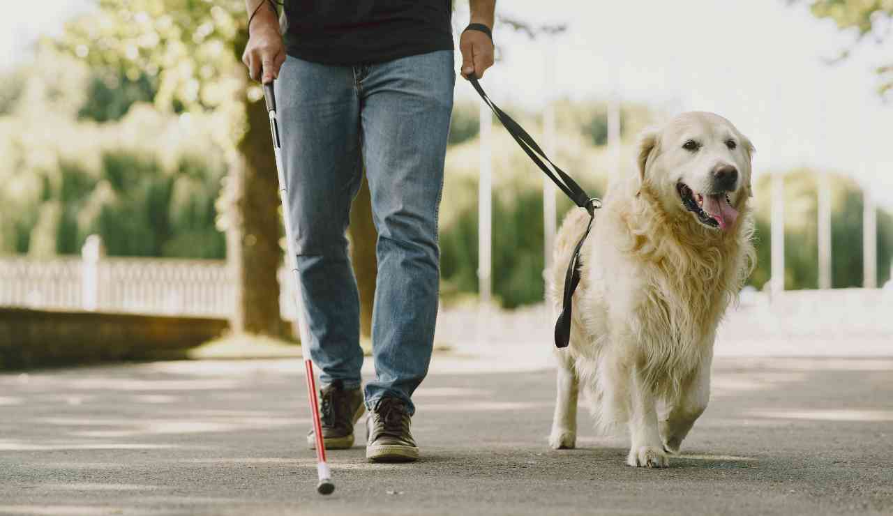 Passeggiata con i cani scatta la multa da 3200 euro - Inchiostroverde.it (Fonte foto Canva)