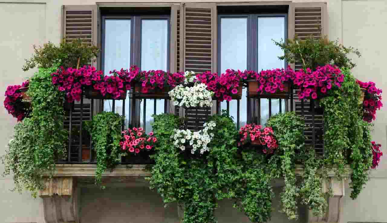 Piante in balcone toglile subito - Inchiostroverde.it (Fonte foto Canva)