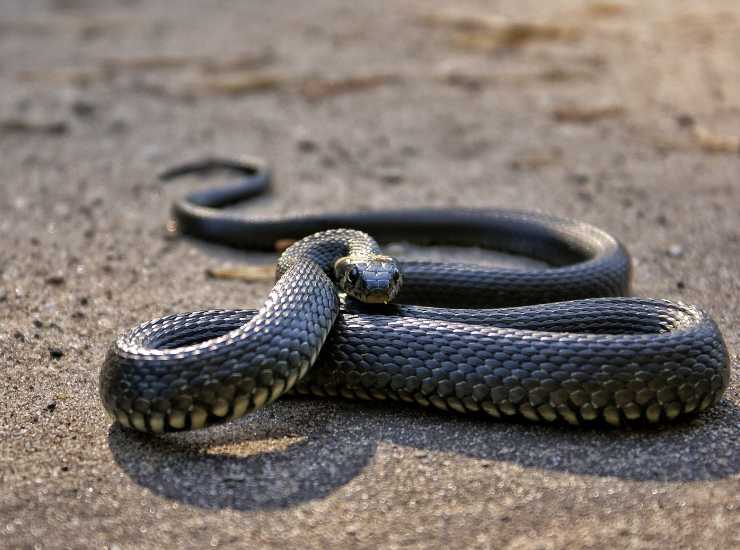 Vipera la più velenosa di Italia - Inchiostroverde.it (Fonte foto Canva)